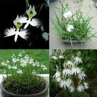 Dove  Orchid Flower Seeds for Planting | Heirloom Non-GMO High Germination Organic Garden Seeds