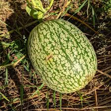 Chilacayote Vegetable Seeds for Planting – Heirloom, Non-GMO, High Germination Organic Garden Seeds