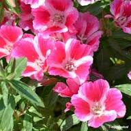 Pink Godetia Flower Seeds for Planting – Heirloom, Non-GMO, High Germination Organic Garden Seeds