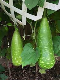 Green Gourd Seeds for Planting – Heirloom & Non-GMO Vegetable Seeds for Versatile Kitchen Gardens