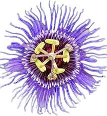 Passiflora Flower Seeds for Planting – Hardy Variety, Heirloom, Non-GMO, High Germination Garden Seeds