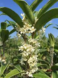 Osmanthus Flower Seeds for Planting – Heirloom, Non-GMO, High Germination Garden Seeds