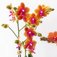 Red Yellow Phalaenopsis Orchid Flower Seeds for Planting - Vibrant Colors, Heirloom, Non-GMO, High Germination Organic Garden Seeds