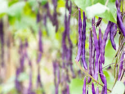 Violet Bean Seeds for Planting – Heirloom & Non-GMO Vegetable Seeds for Nutrient-Rich Garden Harvests