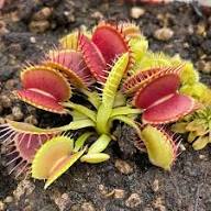 Insectivorous Flower Seeds for Planting | Heirloom Non-GMO Organic Garden Seeds