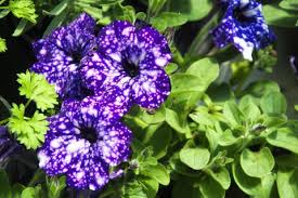 Blue & White Petunia Flower Seeds for Planting – Premium Quality, Heirloom, Non-GMO, High Germination Organic Garden Seeds