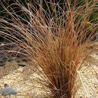 Carex Comans Flower Seeds for Planting - Easy to Grow, Heirloom, Non-GMO & High Germination Garden Seeds