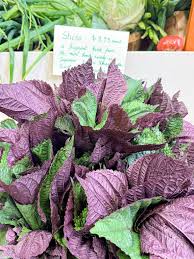 Shiso Leaf Vegetable Seeds for Planting – Heirloom, Non-GMO, High Germination Organic Garden Seeds