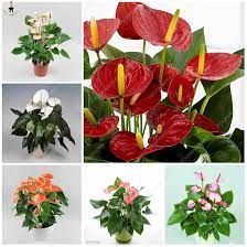 Anthurium Mixed Flower Seeds for Planting – Heirloom, Non-GMO, Bright Blooms, High Germination Organic Garden Seeds