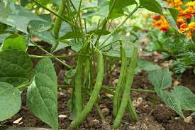 Mogette Bean Seeds for Planting – Heirloom Non-GMO Traditional French Vegetable Garden Seeds with High Germination