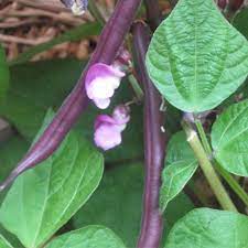 Violet Bean Seeds for Planting – Heirloom & Non-GMO Vegetable Seeds for Nutrient-Rich Garden Harvests
