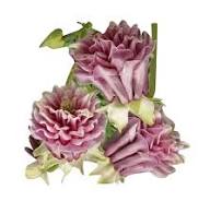Pink Petticoat Flower Seeds for Planting | Heirloom Non-GMO High Germination Organic Garden Seeds