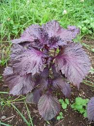 Shiso Leaf Vegetable Seeds for Planting – Heirloom, Non-GMO, High Germination Organic Garden Seeds