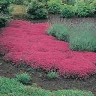 Cress Perennial Flower Seeds for Planting | Heirloom Non-GMO High Germination Organic Garden Seeds