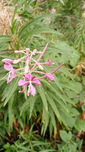 Plant and nurture Willowherb Flower with these heirloom, non-GMO seeds perfect for planting. Use well-drained soil, provide ample sunlight, and water regularly. Maintain good garden care for healthy, vibrant plants ideal for home gardens.