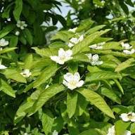 Brown Mespilus Germanica Flower Seeds for Planting – Compact Growth Heirloom, Non-GMO, High Germination Organic Garden Seeds