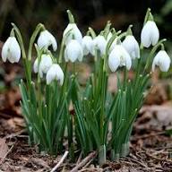 Nivalis SnowDrop Flower Seeds for Planting – Heirloom, Non-GMO, High Germination Organic Garden Seeds