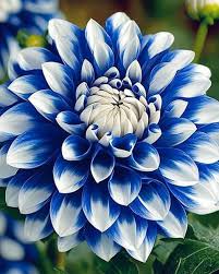 Blue White Dahlia Flower Seeds for Planting – Garden Favorite, Heirloom, Non-GMO, High Germination Organic Garden Seeds