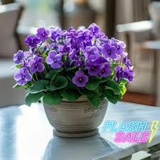 Heirloom African Violet Flower Seeds – Non-GMO, Low Maintenance Organic Garden Seeds for Planting
