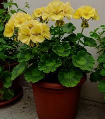 Yellow Climbing Geranium Flower Seeds for Planting – Ideal for Borders Heirloom Non-GMO High Germination Organic Seeds