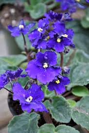 Dark Blue Saintpaulia Flower Seeds for Planting – Heirloom, Non-GMO, High Germination Organic Garden Seeds
