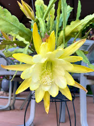 Yellow Epiphyllum Oxypetalum Seeds for Planting | Heirloom Non-GMO Organic Garden Seeds