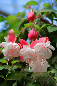 Light Pink Red Fuchsia Flower Seeds for Planting – Heirloom, Non-GMO, High Germination Organic Garden Seeds