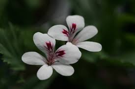 White Brown Pelargonium Flower Seeds for Planting – Heirloom Non-GMO Organic Garden Seeds – Border Blooms, High Germination