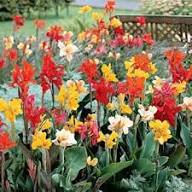 Tall Canna Lily Flower Seeds for Planting – Sun Loving, Heirloom, Non-GMO Seeds for Home Garden