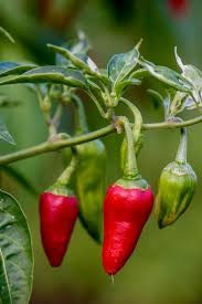 Chili Pepper Seeds for Planting – Heirloom Non-GMO Organic Garden Seeds for Spicy Heat