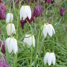 White Imperial Wang Fritillaria Flower Seeds for Planting – Heirloom, Non-GMO, High Germination Garden Seeds