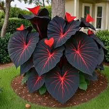 Black Caladium Flower Seeds for Planting – Heirloom Non-GMO, High Germination Organic Garden Seeds