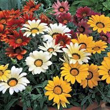 Mixed Gazania Flower Seeds for Planting – Heirloom, Non-GMO, High Germination Organic Garden Seeds
