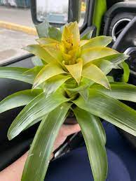 Bromeliad Tillandsia Bulbosa Yellow Seeds for Planting – Heirloom, Non-GMO, High Germination Organic Seeds