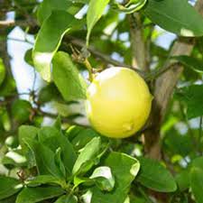 Yellow Lemon Seeds for Planting – Heirloom & Non-GMO Citrus Seeds, Organic Garden Seeds, High Germination, Homegrown Lemons