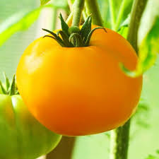 Tomato Vegetable Seeds for Planting – Heirloom, Non-GMO, Garden-Fresh Flavor – Organic Garden Seeds