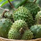 Mixed Soursop fruit seeds for planting - Heirloom & Non-GMO Tropical Garden seeds