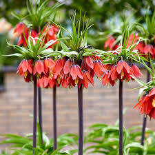 Red Crown Imperial Fritillaria Flower Seeds, Heirloom Non-GMO Blooms for Elegant Spring Garden Planting