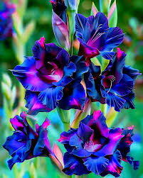 Blue Light Pink Gladiolus Flower Seeds for Planting – Heirloom Non-GMO High Germination Organic Garden Seeds
