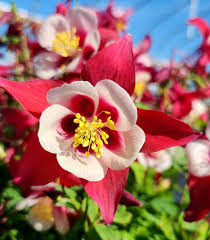 White Red Aquilegia Flower Seeds for Planting – Low Maintenance Heirloom Non-GMO High Germination Garden Seeds
