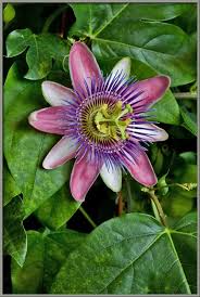 Mixed Passiflora Flower Seeds for Planting – Colorful Display, Heirloom, Non-GMO, High Germination Organic Garden Seeds
