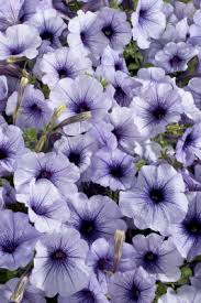 Ice Blue Petunia Flower Seeds for Planting – Heirloom Non-GMO, High Germination Organic Garden Seeds