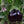 Bambino Eggplant Seeds for Planting – Heirloom, Non-GMO, High Germination Organic Garden Seeds, Compact for Containers