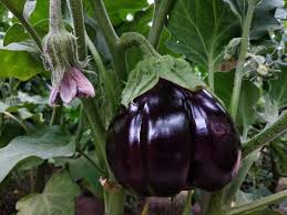 Futaba Giant Black Eggplant Seeds for Planting – Heirloom Non-GMO Organic Garden Seeds – Glossy, Flavorful Variety