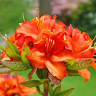 Azalea Flower Seeds for Planting – Heirloom, Non-GMO Vibrant Colors, High Germination Seeds