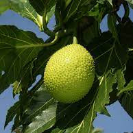 Fruit Seeds,Garden seeds, Seeds For Planting,Plant Seeds