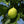 Fruit Seeds,Garden seeds, Seeds For Planting,Plant Seeds