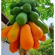Mixed Papaya fruit seeds for planting - Heirloom & Non-GMO Garden seeds, tangy-sweet seedless variety for gardens