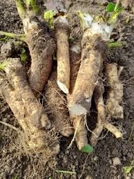 Russian Horseradish Seeds for Planting – Heirloom Non‑GMO High Germination Organic Garden Seeds, Hardy Root Vegetable