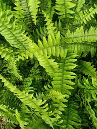 Fern Green Seeds for Planting – Heirloom, Non-GMO, High Germination, Organic Garden Seeds